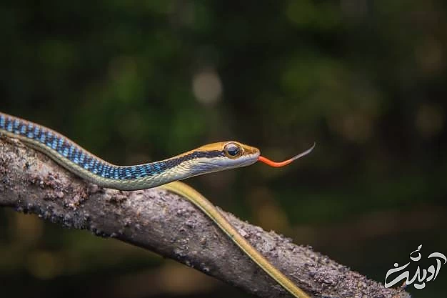 ترسیدن از مار